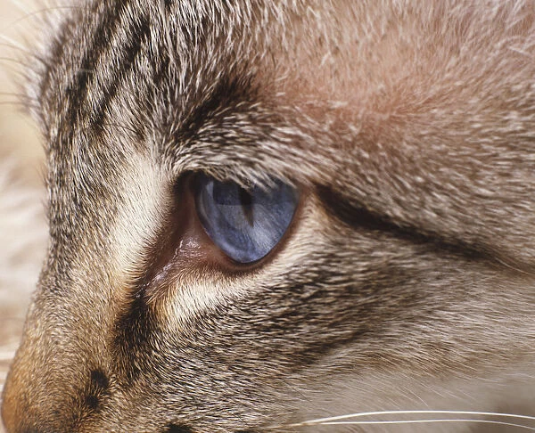 Blue eye of Cat (Felis sylvestris catus), side close up