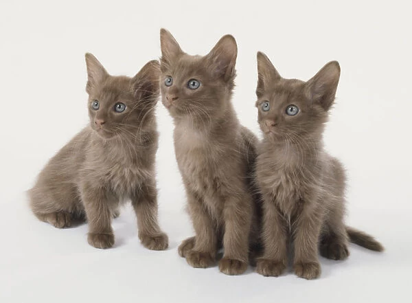 Three blue-eyed Cinnamon Angora kittens (Felis silvestris catus) looking in same direction