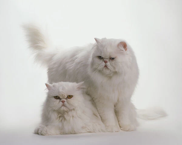 Blue-eyed White cat standing above Orange-eyed White Longhair cat