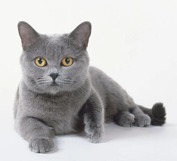 Blue-Grey Chartreux cat with brilliant orange eyes, blue nose and lage, broad head, lying down