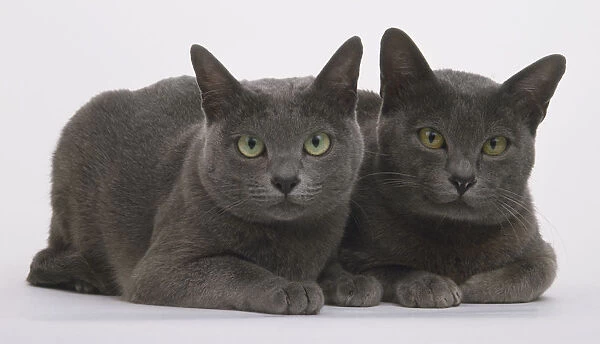 Two blue Korat cats (Felis silvestris catus), seated together, looking at camera