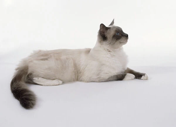 Blue Mitted Ragdoll cat with blue-grey mask and white legs, sitting, side view