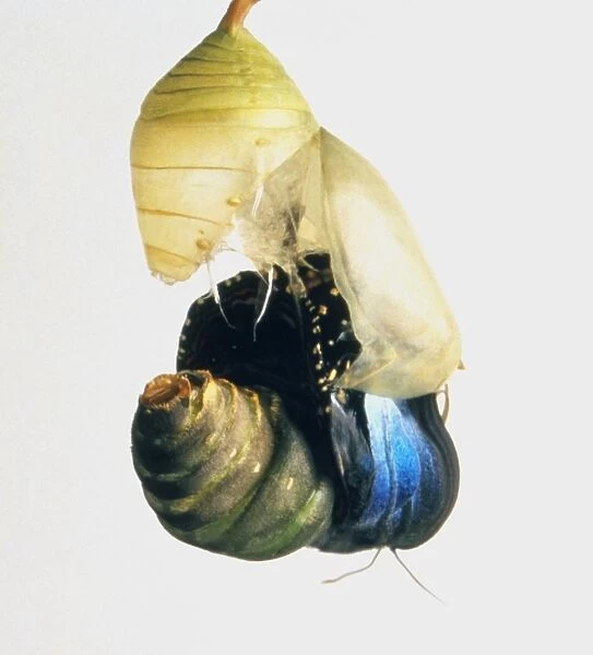Blue morpho butterfly (Morpho peleides) emerging from cocoon, close-up