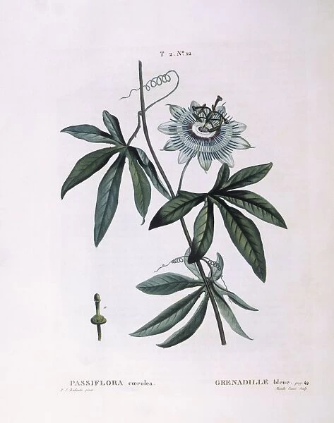 Blue passion flower (Passiflora caerulea), Henry Louis Duhamel du Monceau, botanical plate by Pierre Joseph Redoute