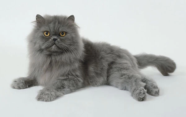 Blue Persian longhaired cat with large orange eyes lying down