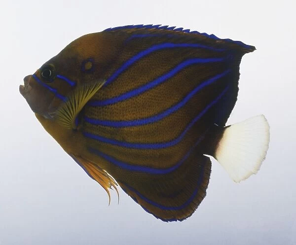 Blue-ringed angelfish (Pomacanthus annularis)