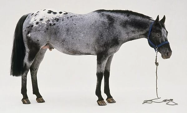 Blue roan stallion, head lowered waering blue headcollar and lead rein