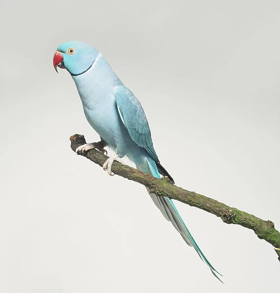 Blue Rose-ringed Parakeet (Psittacula krameri) perched on a branch, side view