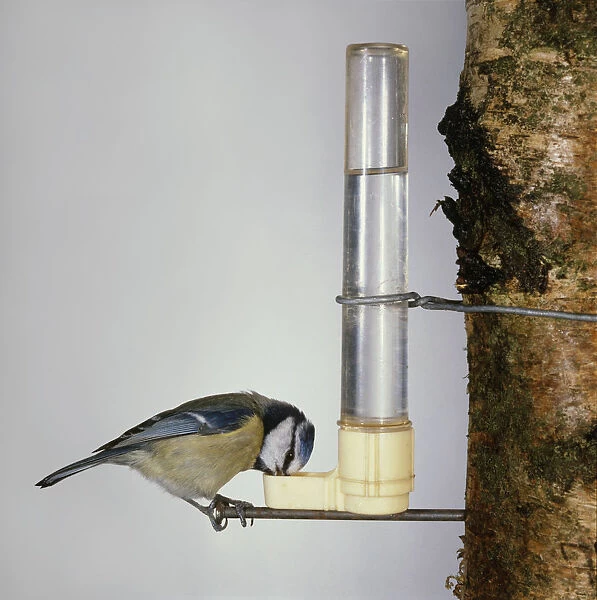 Blue Tit (Parus Caeruleus) drinking water from feeder attached to tree