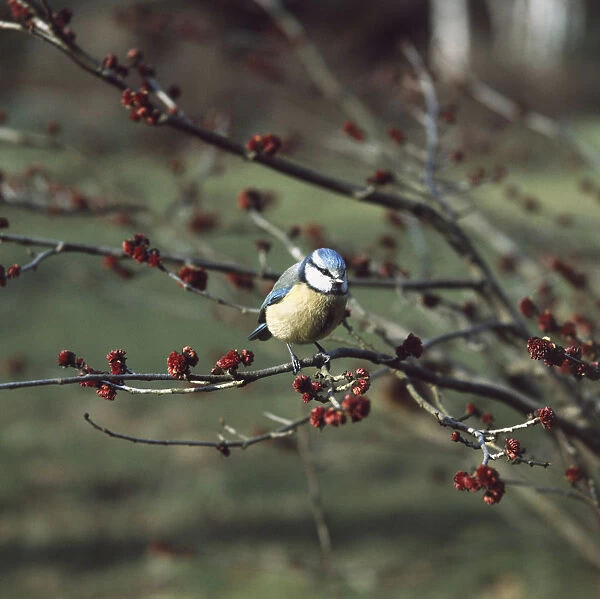 Blue Tit perched on branch of red shrub