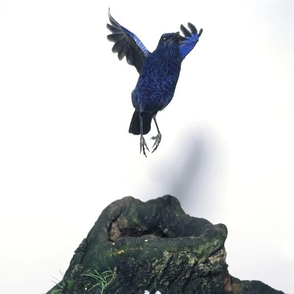 Blue Whistling-thrush (Myophonus caeruleus) moving up in flight from moss-covered tree stump