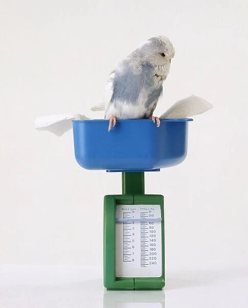 Blue and white budgie perching on weighing scales