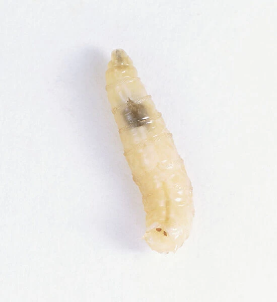 Bluebottle larva (Cynomyia moruorum)