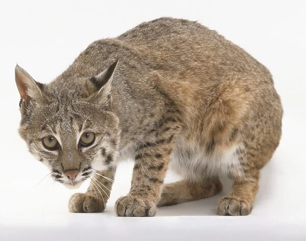 Bobcat (Felis rufus) crouching