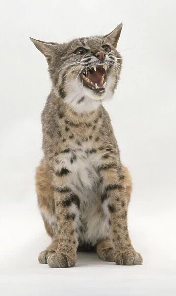 Bobcat (Felis rufus) hissing, front view