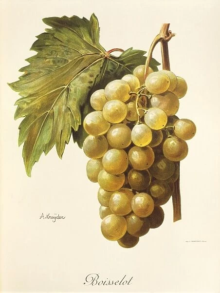 Boisselot grape, illustration by A. Kreyder