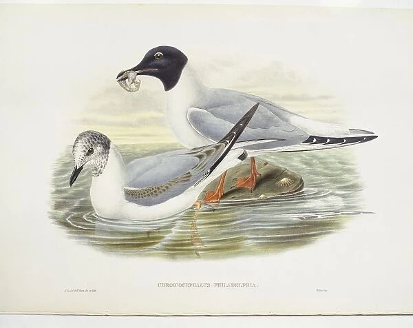 Bonapartes gull (Larus philadelphia), illustration