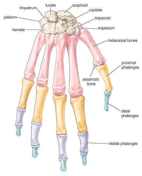 Bones of the hand: the carpal bones (wrist bones), metacarpal bones 