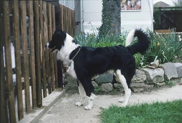 Border Collie (Canis familiaris) standing by garden fence looking out, side view