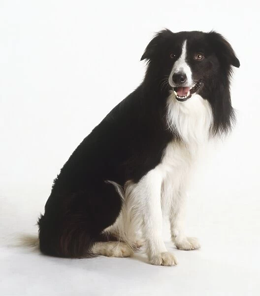 Border Collie dog (Canis familiaris)