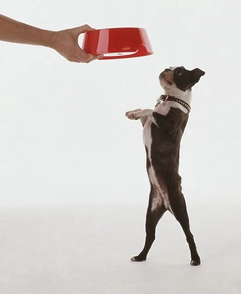 Boston Terrier on hind legs looking at dog bowl