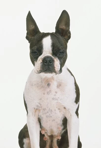 Boston Terrier, sitting, looking at camera