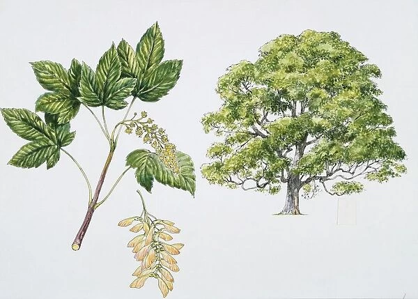 Botany, Aceraceae, Sycamore Maple Acer pseudoplatanus with flower and leaf, illustration
