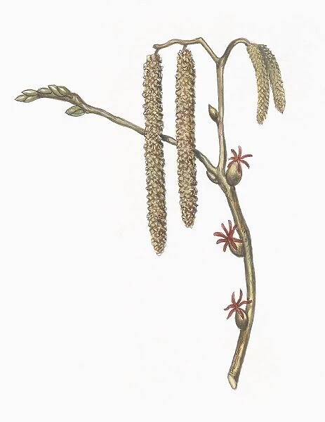 Botany, Betulaceae, Flowers of Common Hazel Corylus avellana, Illustration