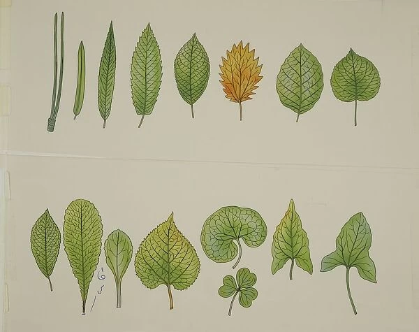 Botany: different types of leaves. Illustration