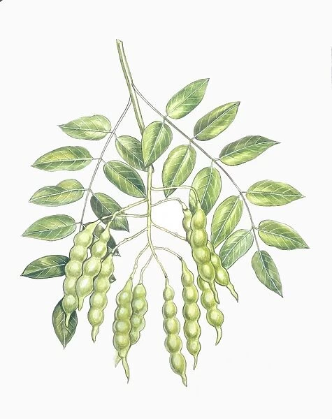 Botany, Fabaceae, Leaves and fruits of Pagoda Tree Sophora japonica or Styphnolobium japonicum, illustration