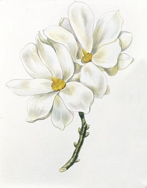 Botany, Magnoliaceae, Flowers of Yulan magnolia Magnolia denudata, illustration