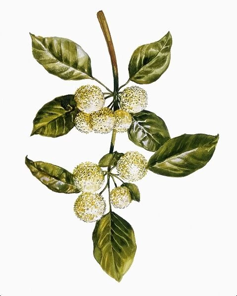 Botany, Moraceae, Leaves and flowers of Osage-orange Maclura pomifera, Illustration