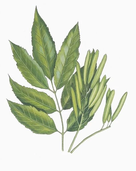 Botany, Oleaceae, Leaves and aggregate fruits of Manna Ash Fraxinus Ornus, Illustration