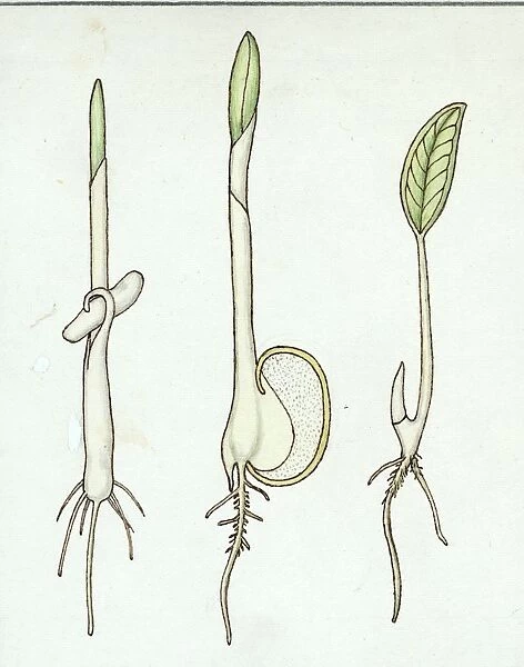 Botany Phoenix, Zea mays and Paris quadrifolia, illustration