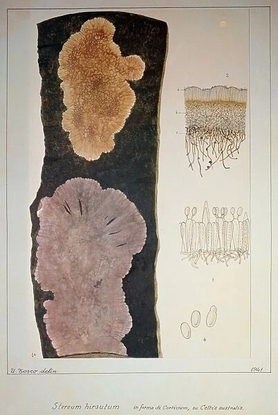 Botany, Plant pathology, Stereum hirsutum on hackberrys bark, illustration