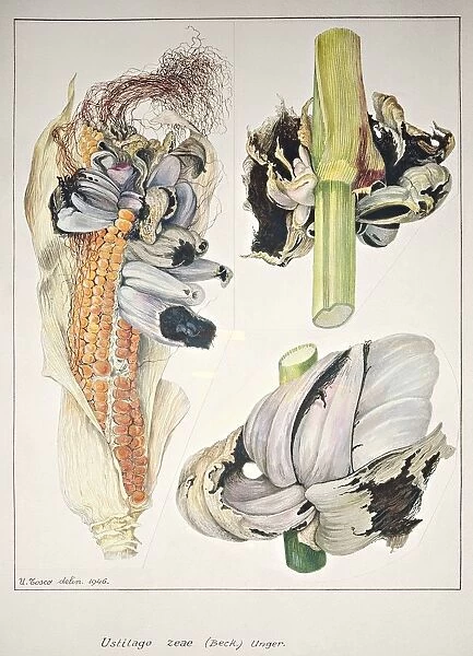 Botany, Plant pathology, Tumors of maize or corn smut, caused by fungus Ustilago maydis