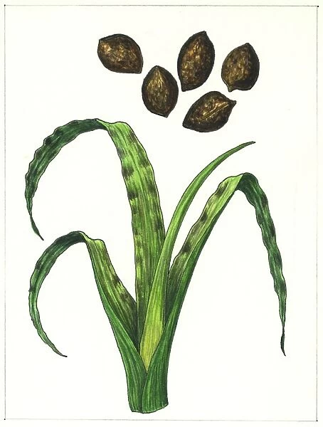 Botany, Poaceae or true grasses, Wheat damaged by the Wheat gall nematode Anguina tritici, illustration