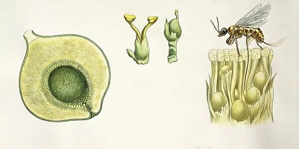 Botany, Pollination process of a Ficus, illustration
