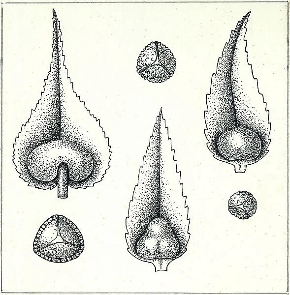 Botany, Pteridophytes, Lycopods, Leaves and spores of the species of Lycopodium clavatum and Selaginella, illustration