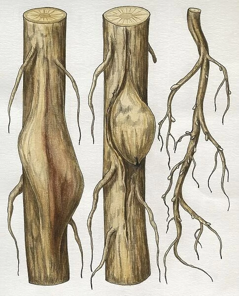 Botany, Roots with swelling due to Beet cyst eelworm Heterodera schachtii, illustration
