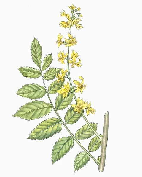 Botany, Sapindaceae, Leaves and flowers of Goldenrain tree Koelreuteria paniculata, Illustration