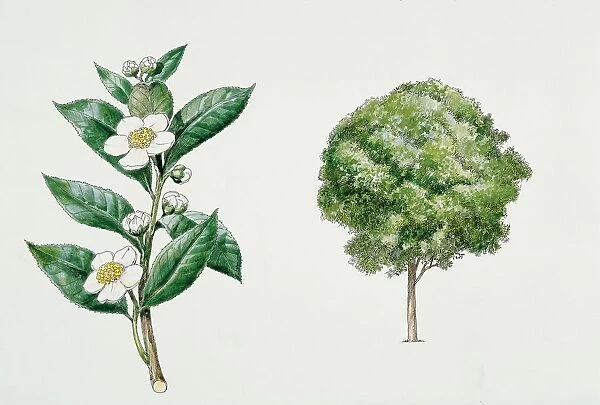 Botany, Theaceae, Tea plant Camellia sinensis with flowers and leaves, illustration