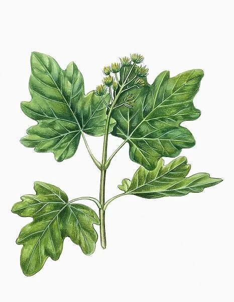 Botany, Trees, Aceraceae, Leaves and flowers of Field Maple Acer campestre, illustration