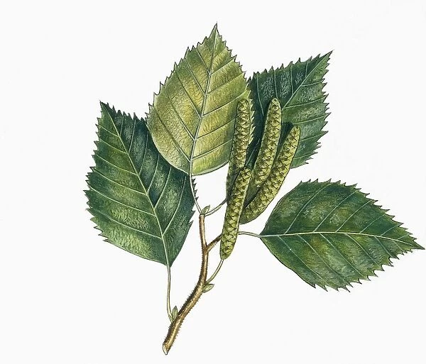 Botany, Trees, Betulaceae, Leaves and fruits of European White Birch Betula pubescens, illustration