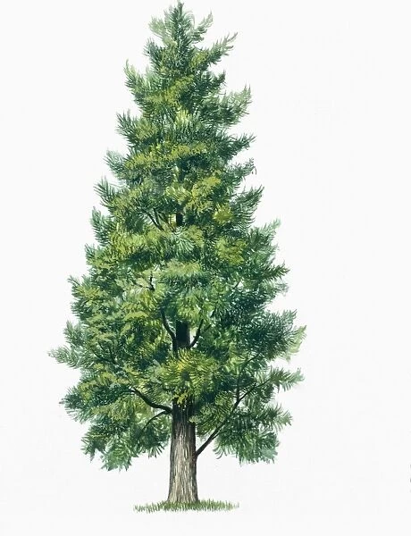 Botany, Trees, Cupressaceae, Eastern Arborvitae Thuja occidentalis, Illustration