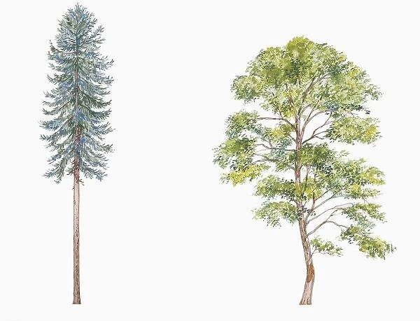 Botany, Trees, Engelmann spruce Picea engelmannii; Paper birch Betula papyrifera, Illustration