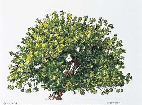 Botany, Trees, Fabaceae, Carob tree or St Johns bread Ceratonia siliqua, illustration