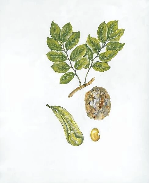 Botany, Trees, Fabaceae, Leaves, fruit and seed of Quina or Balsamo tree Myroxylon balsamum, Illustration