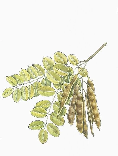 Botany, Trees, Fabaceae, Leaves and fruits of Robinia Robinia pseudoacacia, illustration