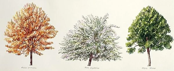 Botany, Trees, Italian maple Acer opalus, Wild apple Malus sylvestris, Field maple Acer campestre, illustration